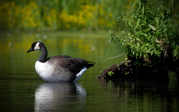 A Canada goose stands calmly in green water near foliage, captured in stunning 4K Ultra HD quality as a desktop wallpaper and background.