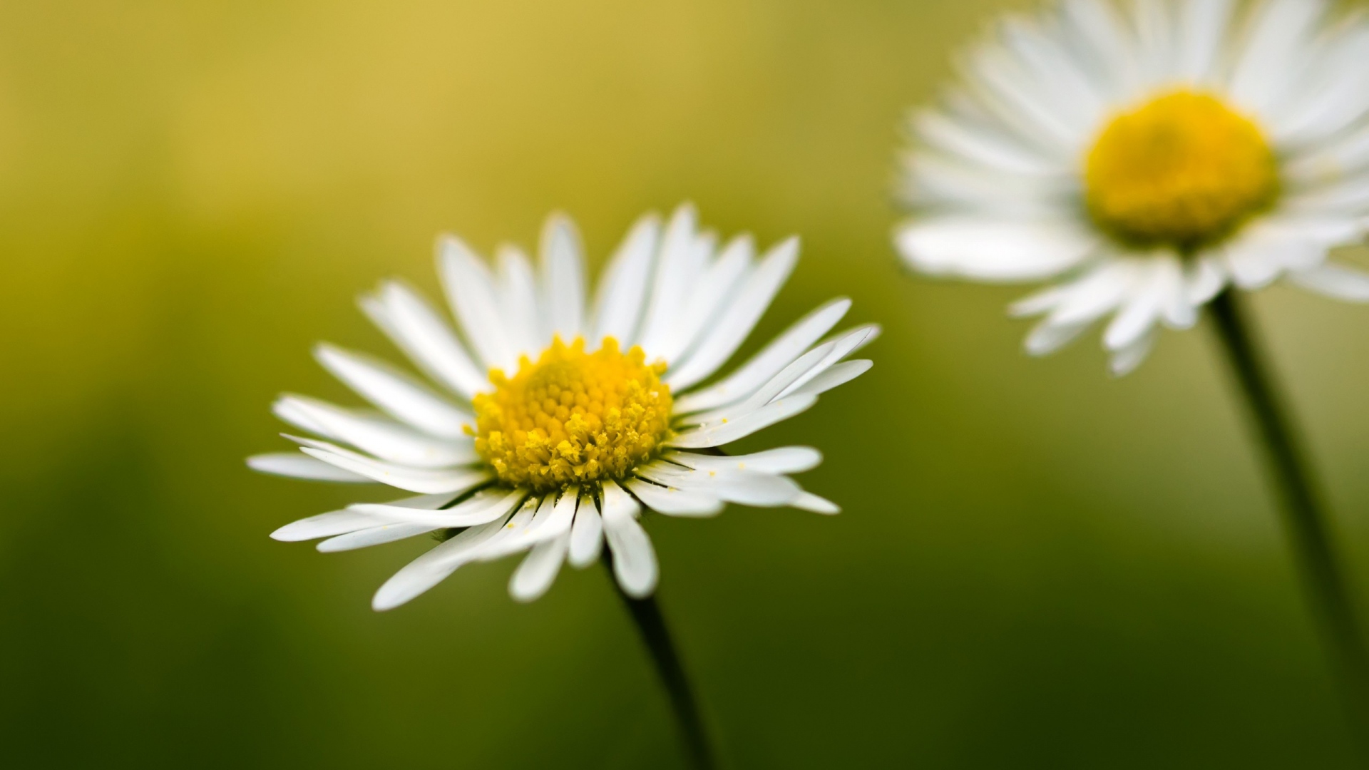 Daisy Full HD Wallpaper and Background Image | 1920x1080 | ID:645525