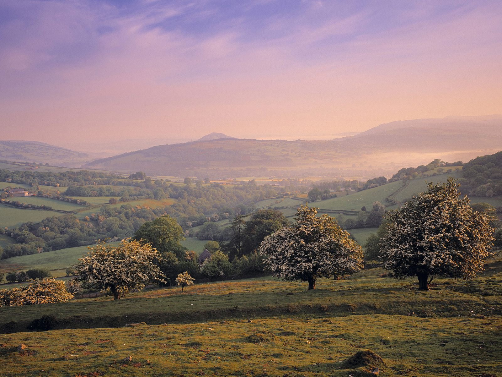 A serene landscape featuring rolling hills and flowering trees, bathed in soft light. This HD desktop wallpaper captures the beauty of nature in a tranquil field setting.