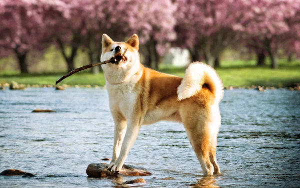 HD desktop wallpaper of an Akita dog standing in water holding a stick, with pink blossoming trees in the background.