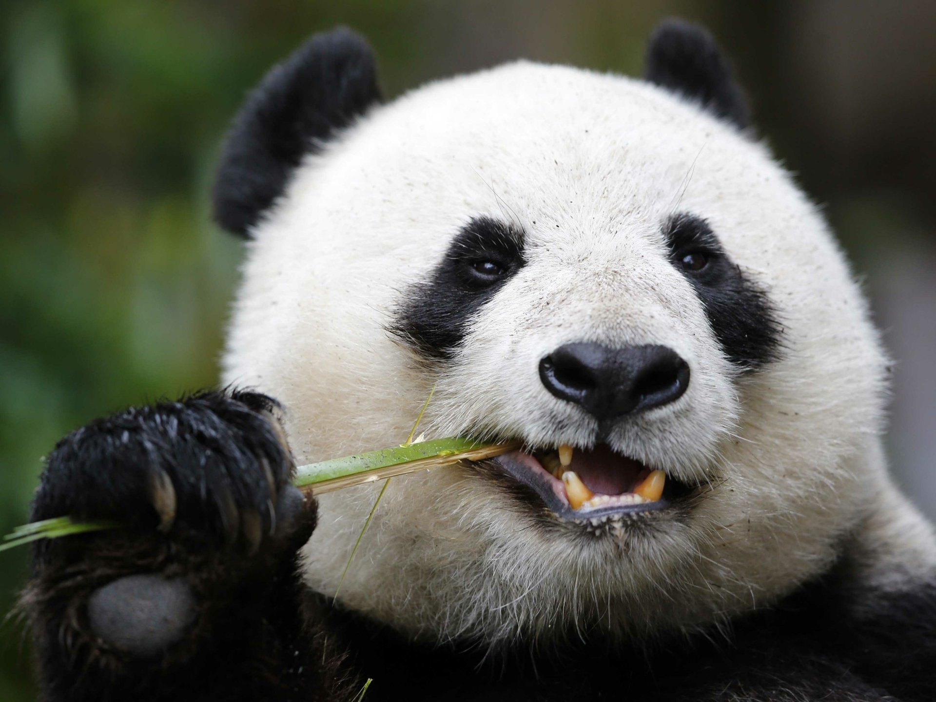 Animal Panda Hd Wallpaper