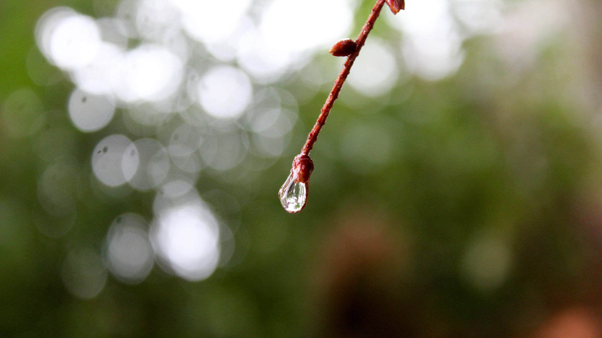 Download Nature Water Drop HD Wallpaper