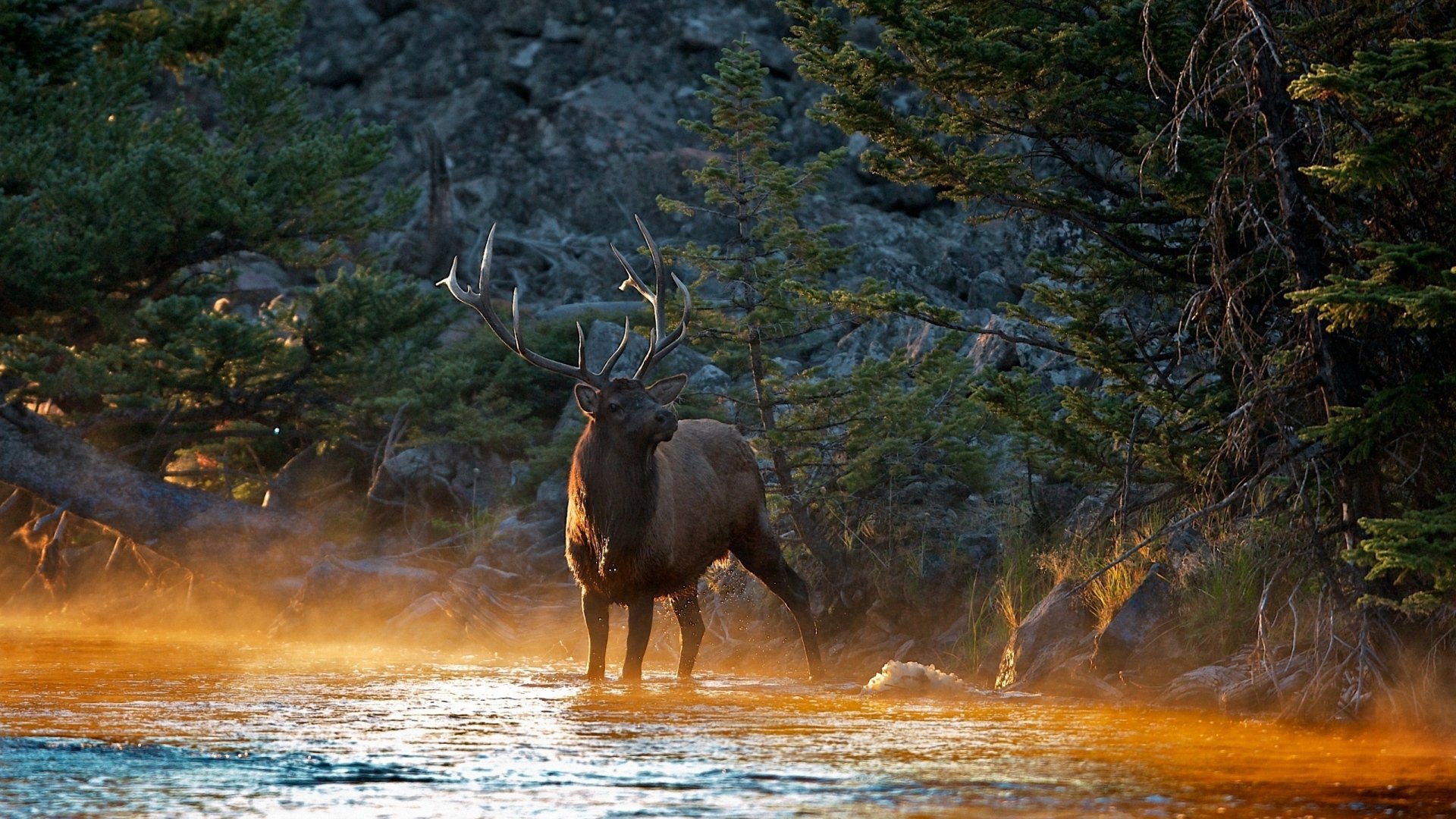 HD PC wallpaper featuring a majestic deer standing in a misty forest river at sunrise, surrounded by trees and rocky terrain.