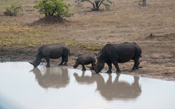 Animal Rhino Rhinoceros HD Wallpaper | Background Image