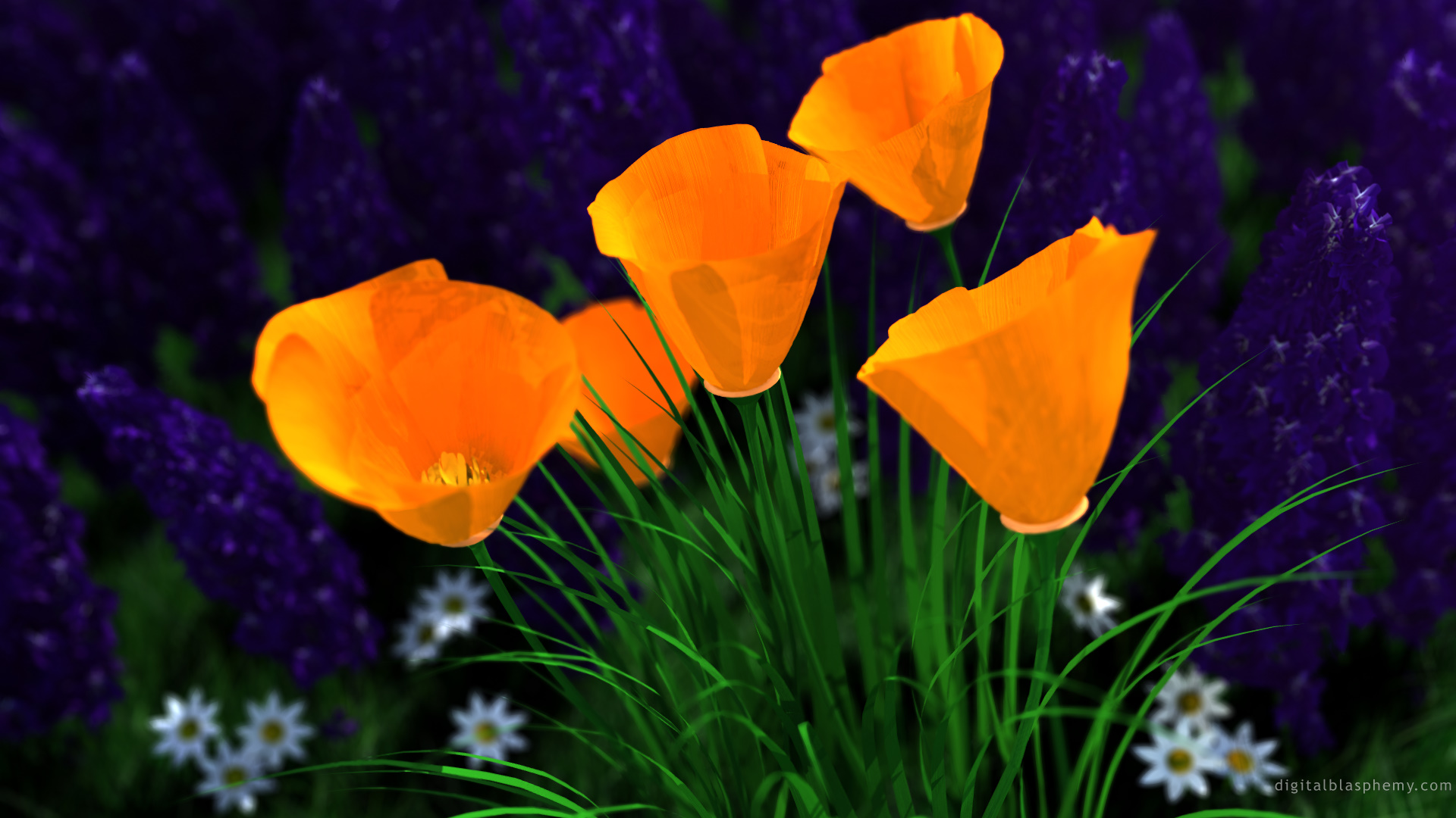 California Poppy HD Wallpaper | Background Image | 1920x1080 | ID
