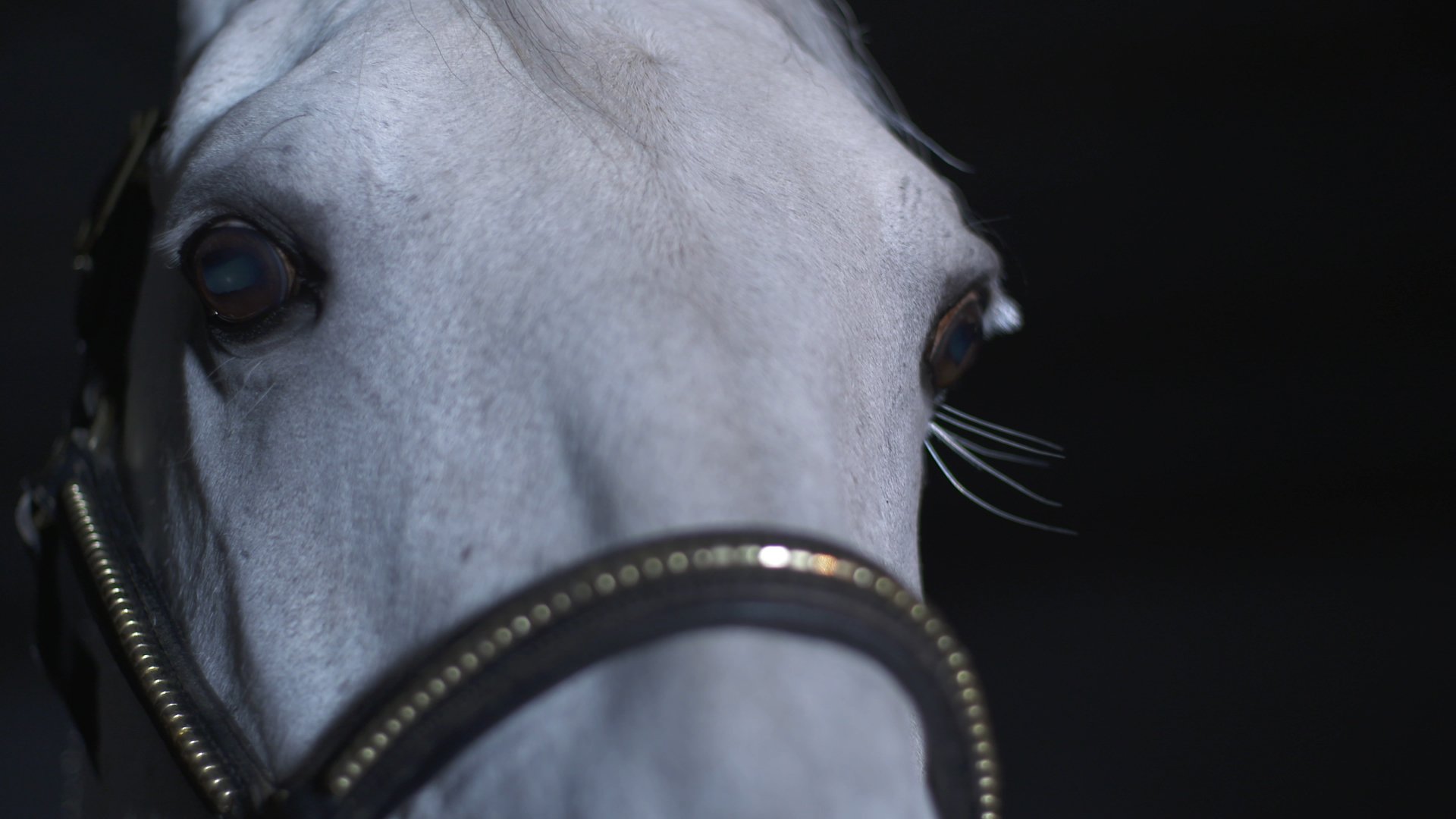 Download Movie Perfect Horse HD Wallpaper