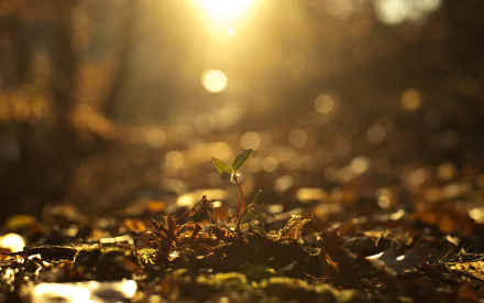 nature plant HD Desktop Wallpaper | Background Image