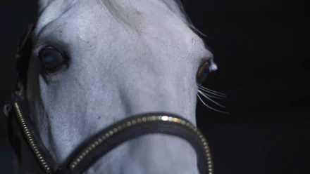 movie Perfect Horse HD Desktop Wallpaper | Background Image