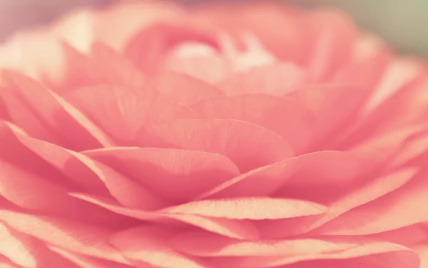 Close-up of a pink rose showcasing delicate petals, highlighting the beauty of nature. This HD image serves as an enchanting desktop wallpaper or background.