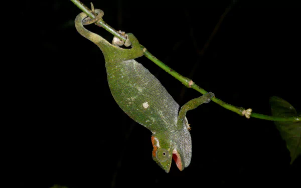 Animal chameleon HD Desktop Wallpaper | Background Image