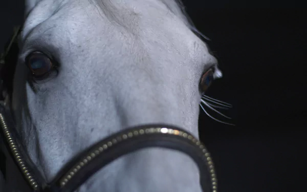 movie Perfect Horse HD Desktop Wallpaper | Background Image