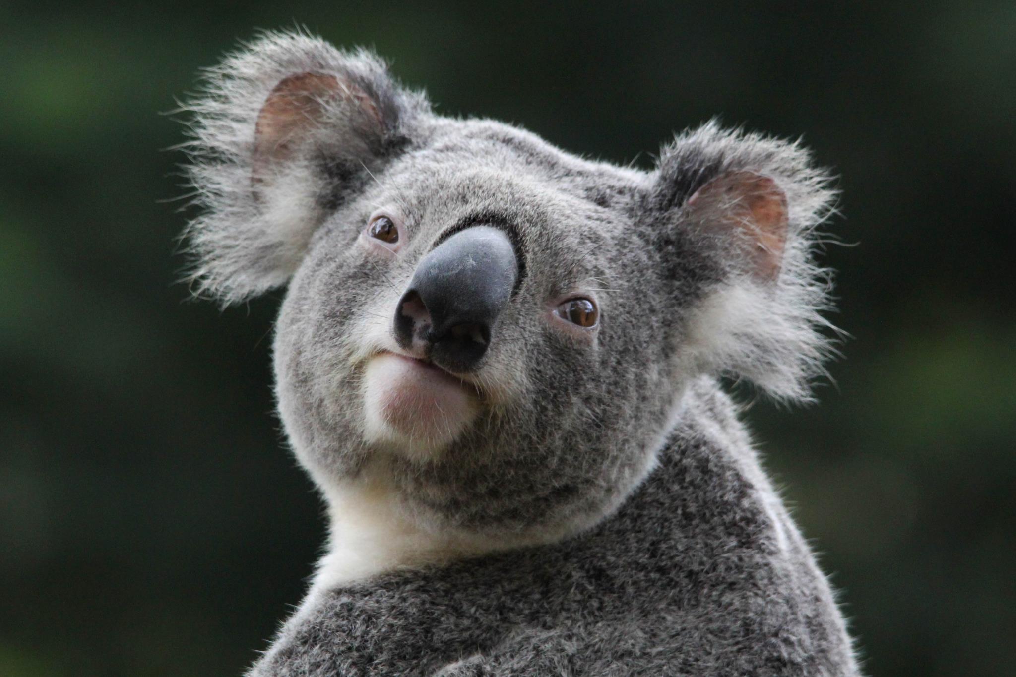 Hình nền với chú Koala đang ngủ say làm cho ai nhìn vào cũng thấy thư giãn. Hoặc nếu bạn đang tìm kiếm một hình nền đơn giản mà đẹp, có thể dễ dàng trang trí cho chiếc điện thoại của mình thì hình nền này là lựa chọn hoàn hảo dành cho bạn!