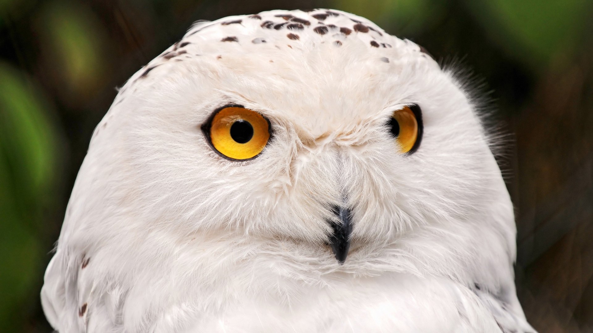 Close-up of a snowy owl with striking yellow eyes, captured in stunning 4K Ultra HD, serving as a detailed PC desktop wallpaper and background.