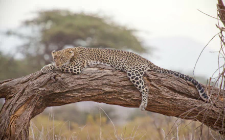 A leopard lounges gracefully on a tree branch in its natural African habitat, showcasing the beauty of wildlife in this stunning HD desktop wallpaper.