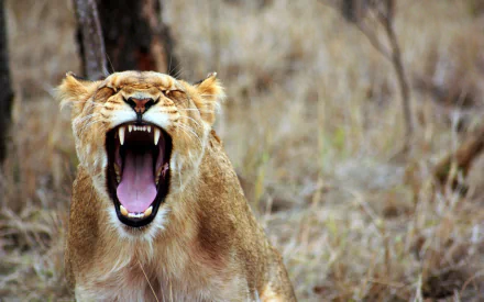 Snarling African lioness baring fangs in dry savanna grass — fierce animal close-up, bold HD PC desktop wallpaper/background.