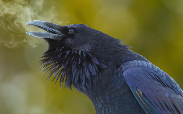 Animal raven HD Desktop Wallpaper | Background Image