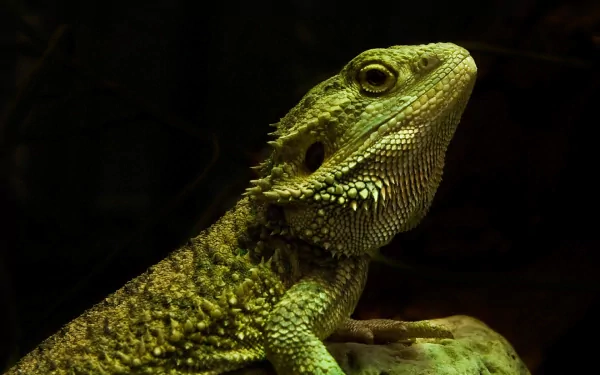 Close-up HD desktop wallpaper of a green bearded dragon lizard, showcasing the detailed texture of this reptile against a dark background.