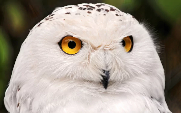 Close-up of a snowy owl with striking yellow eyes, captured in stunning 4K Ultra HD, serving as a detailed PC desktop wallpaper and background.