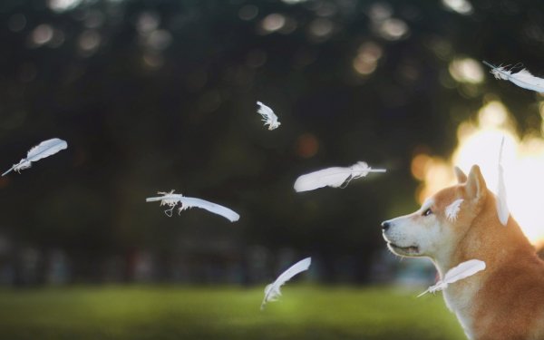 Animal Shiba Inu Dogs HD Wallpaper | Background Image