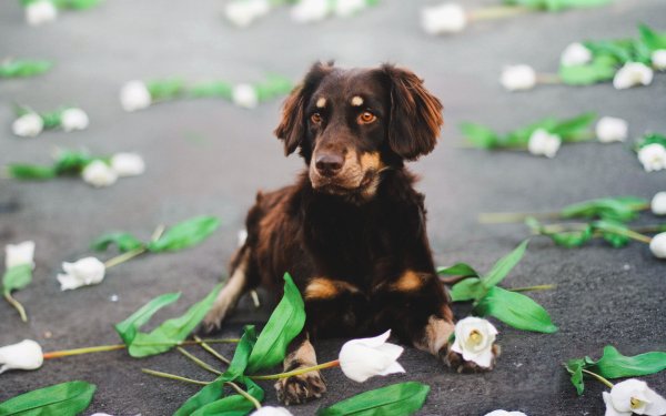 Animal Australian Shepherd Dogs Dog Flower HD Wallpaper | Background Image