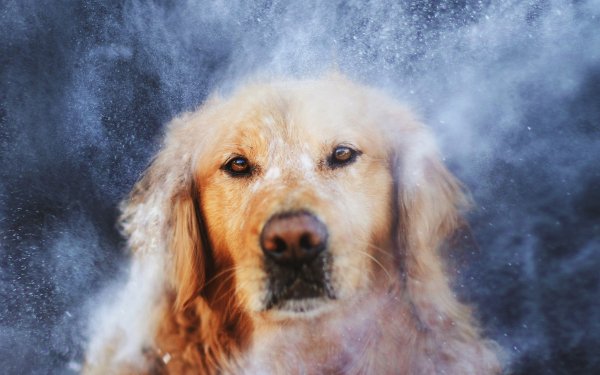 Animal Golden Retriever Dogs HD Wallpaper | Background Image