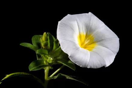 white flower nature flower morning glory HD Desktop Wallpaper | Background Image