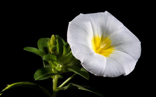 Nature Morning Glory Flowers Flower White Flower HD Wallpaper | Background Image