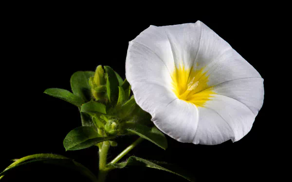 white flower nature flower morning glory HD Desktop Wallpaper | Background Image