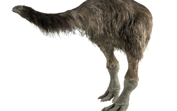 Animal Broad-billed moa HD Desktop Wallpaper | Background Image