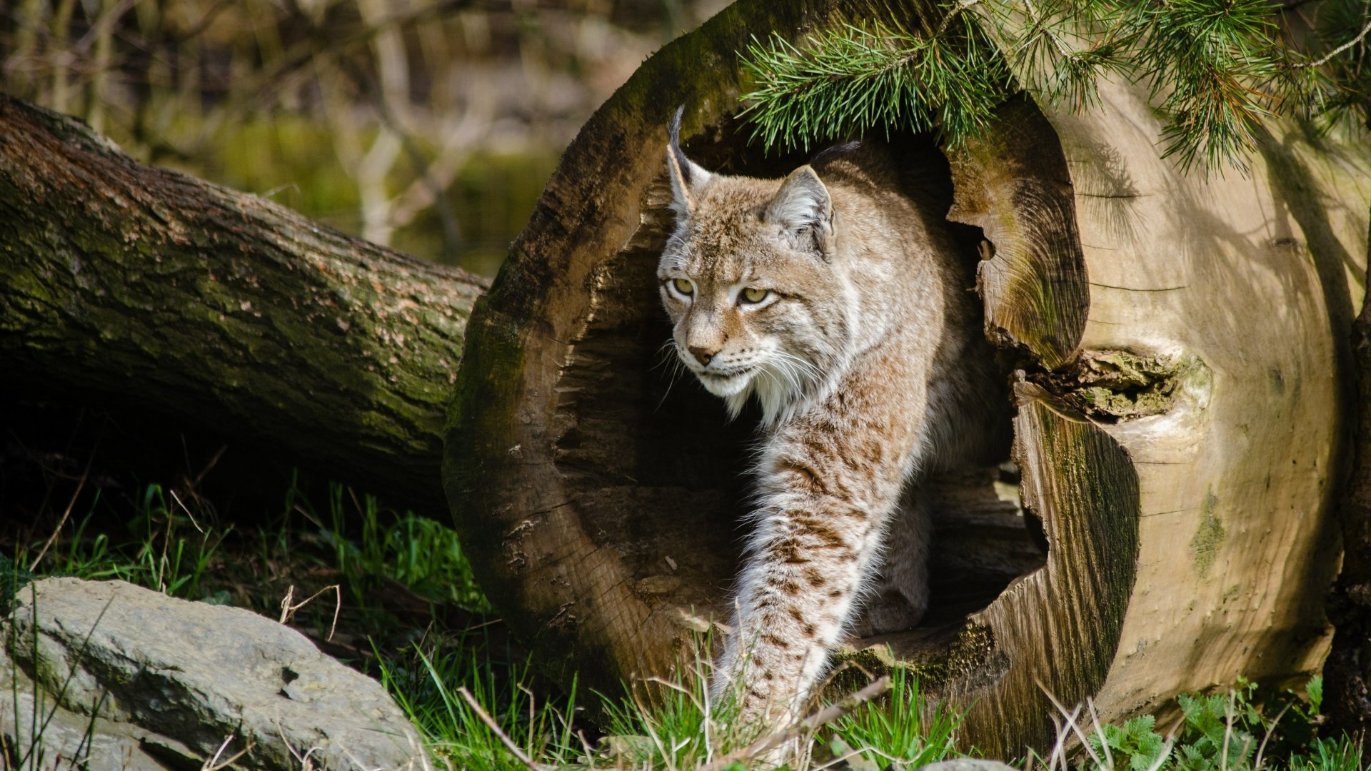 1125x2436 Lynxes Iphone XSIphone 10Iphone X HD 4k Wallpapers Images  Backgrounds Photos and Pictures