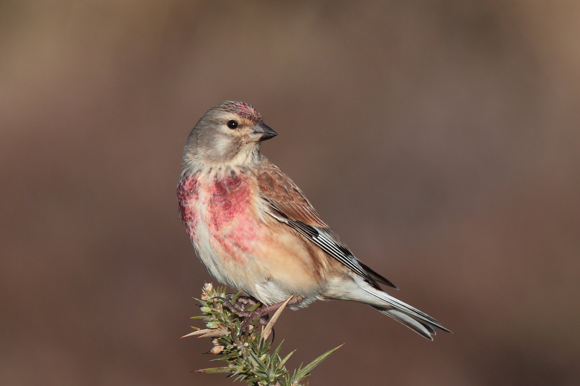 Download Animal Bird HD Wallpaper by Hammerchewer