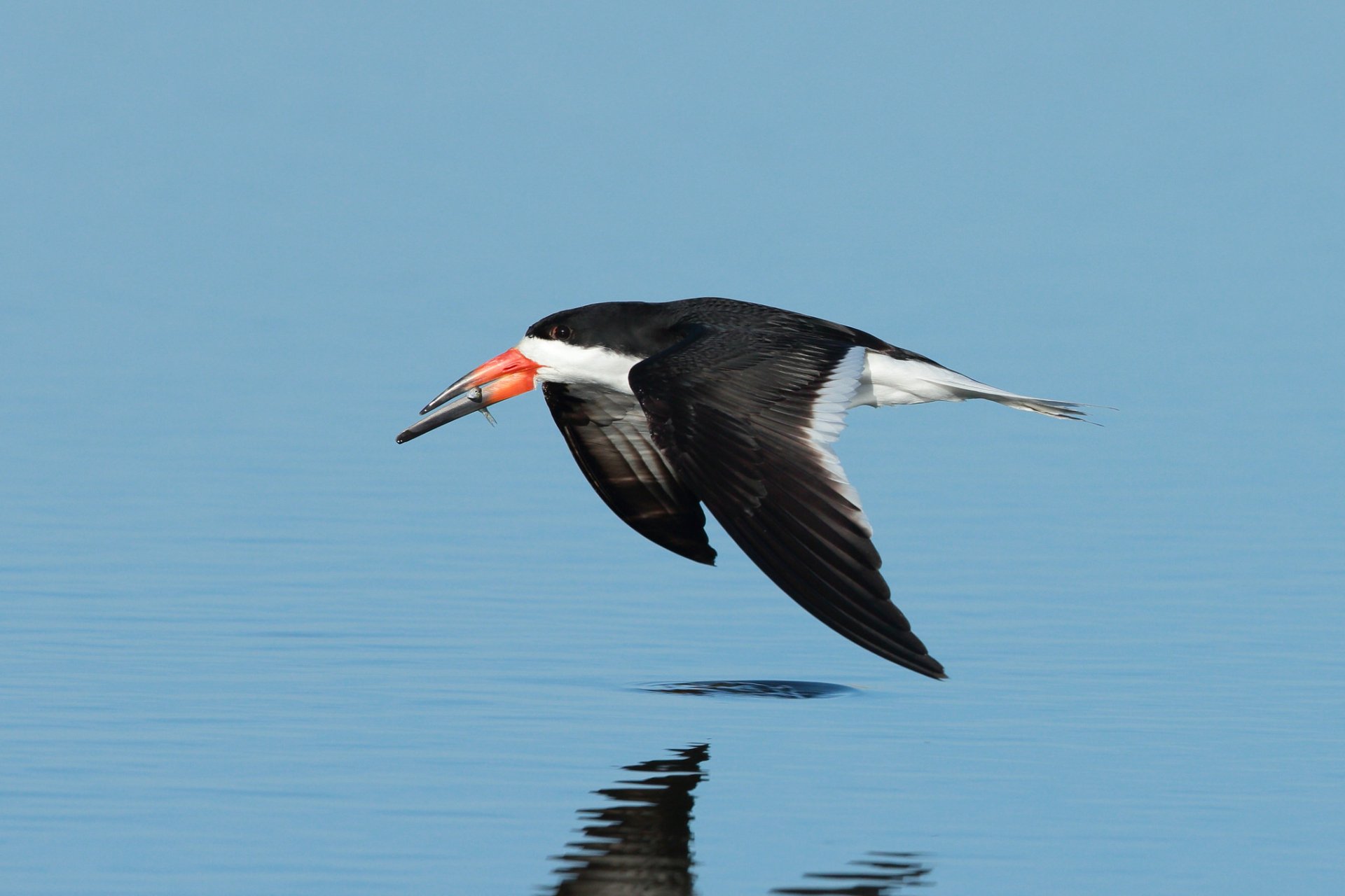 Download Animal Black Skimmer HD Wallpaper by Hammerchewer