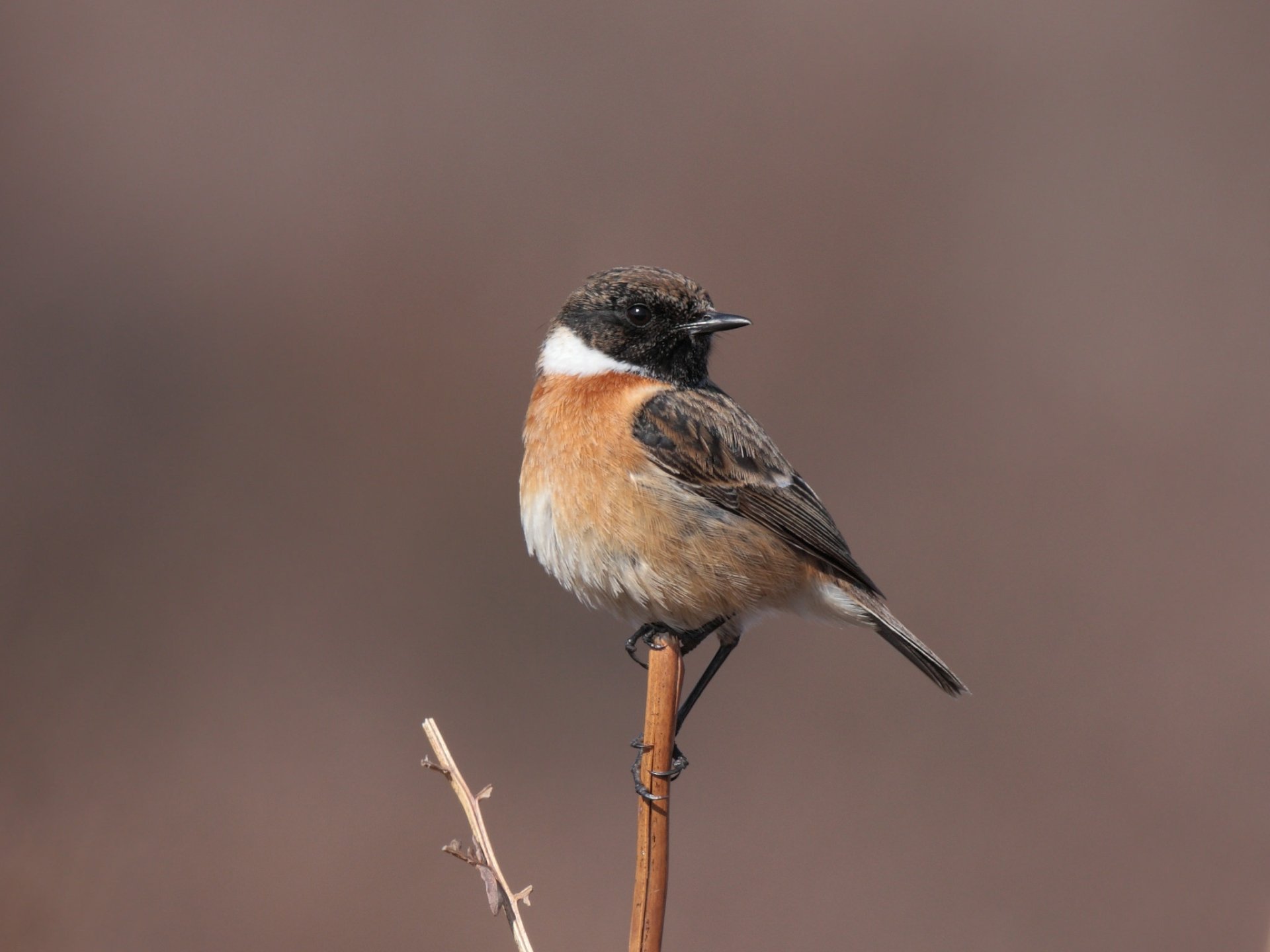 Download Animal Stonechat HD Wallpaper by Hammerchewer