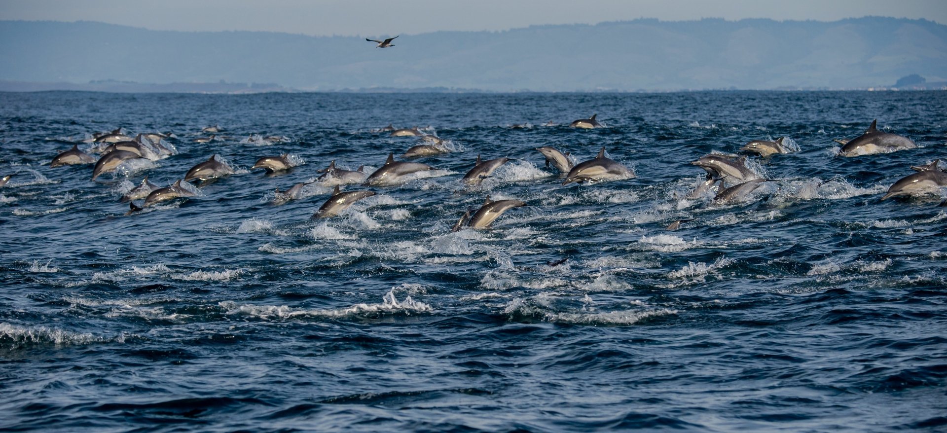Majestic Dolphin Leap: HD Ocean Wildlife Wallpaper | 4676x2138 ...