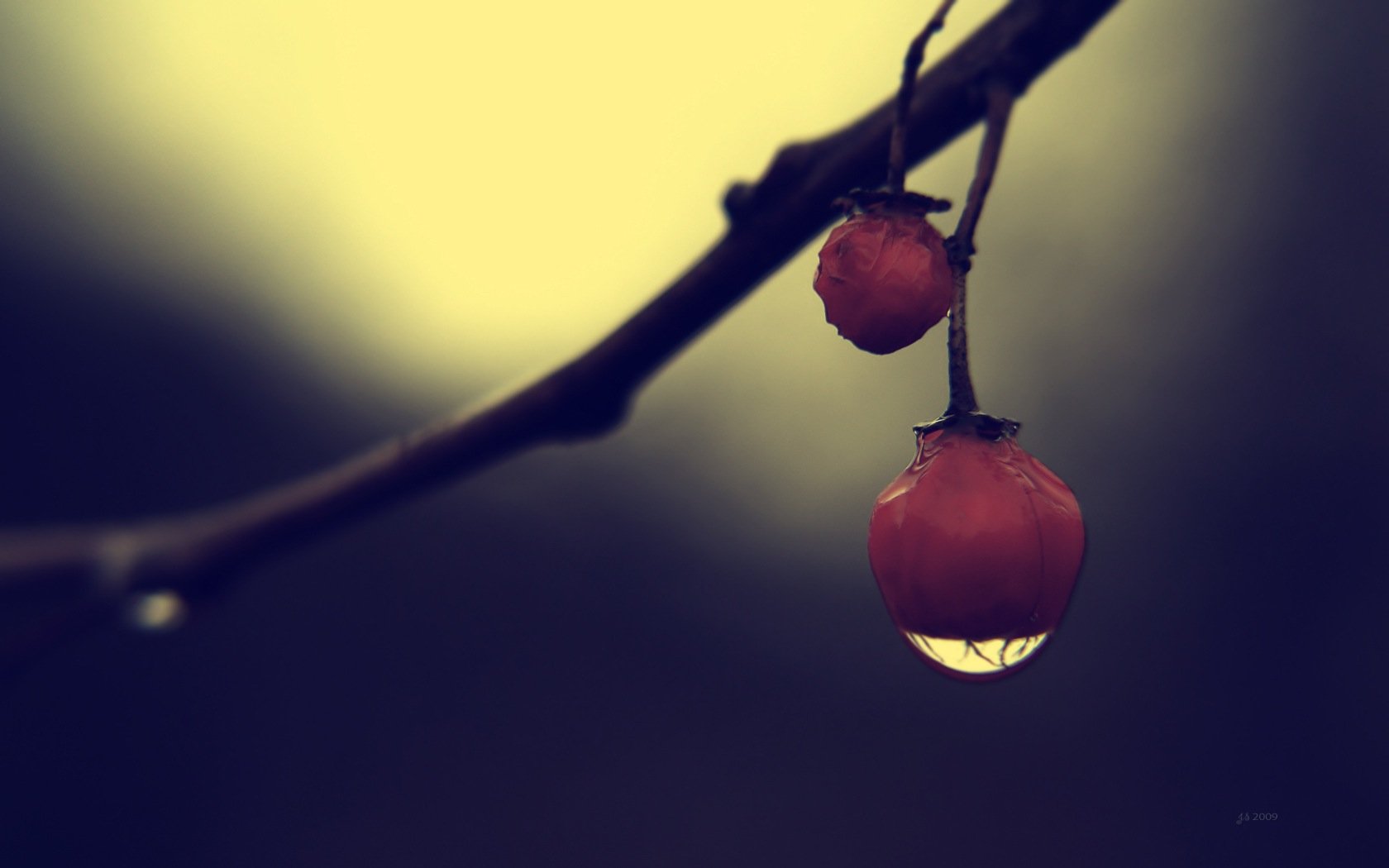 Close-up of dew-kissed berries on a branch, set against a soft, muted background, capturing the essence of nature. An HD wallpaper that brings a serene touch to any desktop.