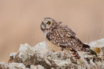 Short-eared owl perched on a rocky outcrop, close-up HD PC desktop wallpaper highlighting mottled brown feathers and bright yellow eyes.