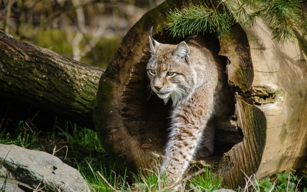 Animal Lynx Cats Cat HD Wallpaper | Background Image