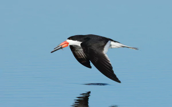 Animal Black Skimmer HD Desktop Wallpaper | Background Image