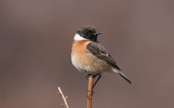 Animal Stonechat HD Desktop Wallpaper | Background Image