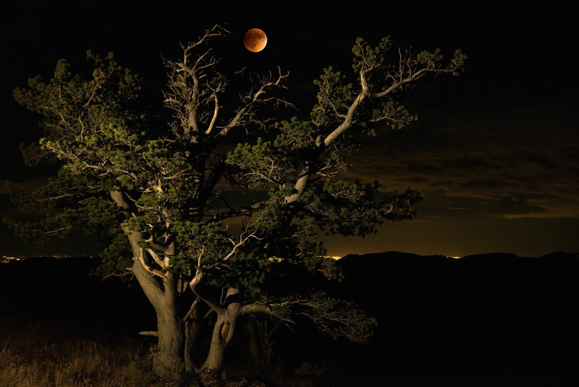 HD PC desktop wallpaper featuring a solitary tree illuminated at night under a glowing full moon, highlighting nature's quiet beauty in a dark, serene landscape.