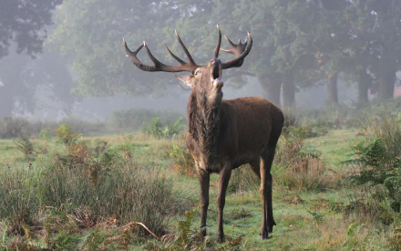 Animal deer HD Desktop Wallpaper | Background Image