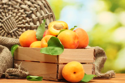 fruit food apricot HD Desktop Wallpaper | Background Image