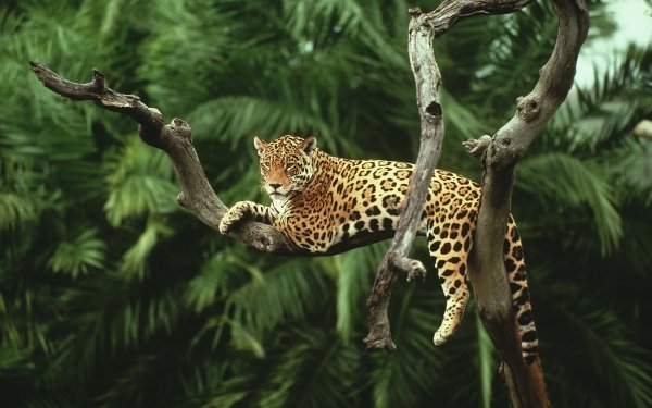 Animal Jaguar Cats Wildlife Big Cat Leopard Jungle Branch HD Wallpaper | Background Image