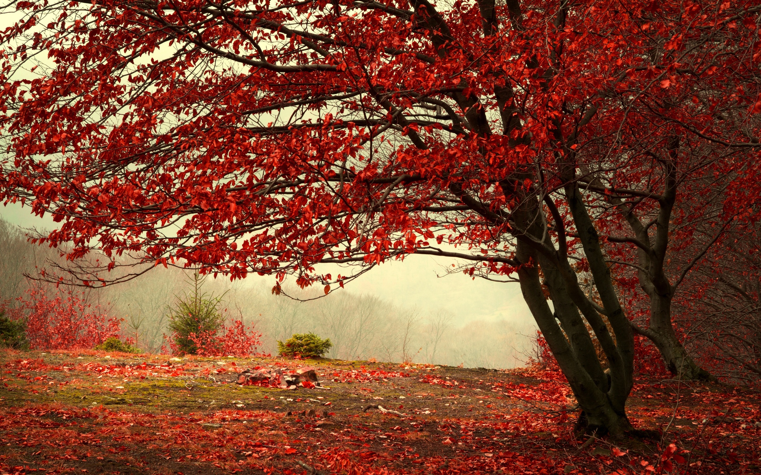 Download Tree Nature Fall HD Wallpaper