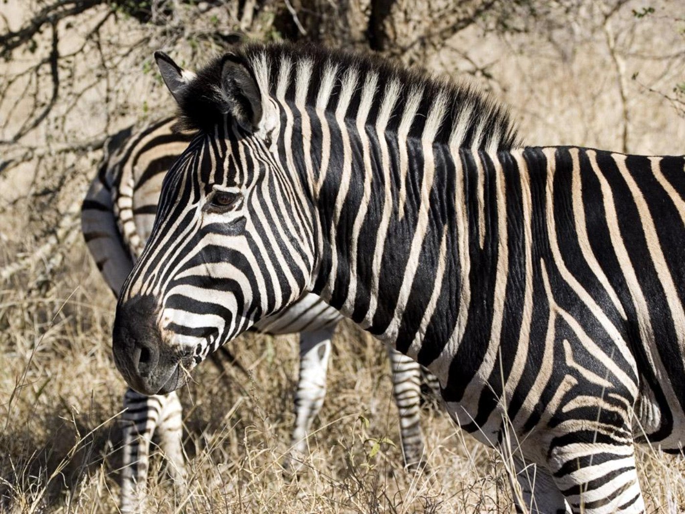 A close-up of a zebra showcasing its distinctive black and white stripes, set against a natural background. This striking image serves as a vibrant HD desktop wallpaper.