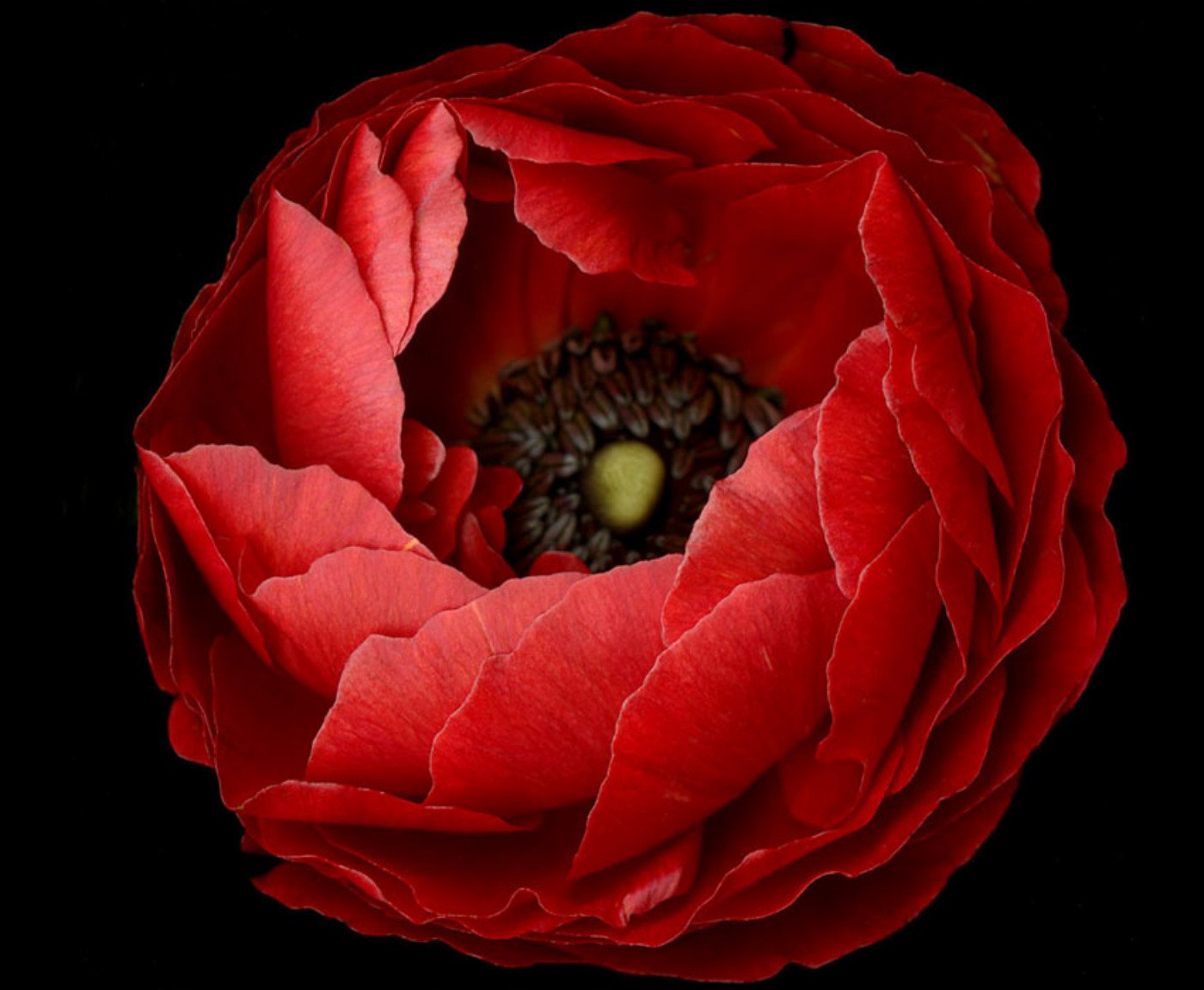 Close-up of a vibrant red flower with detailed petals and dark center, showcased as an HD PC desktop wallpaper and background highlighting nature's beauty.