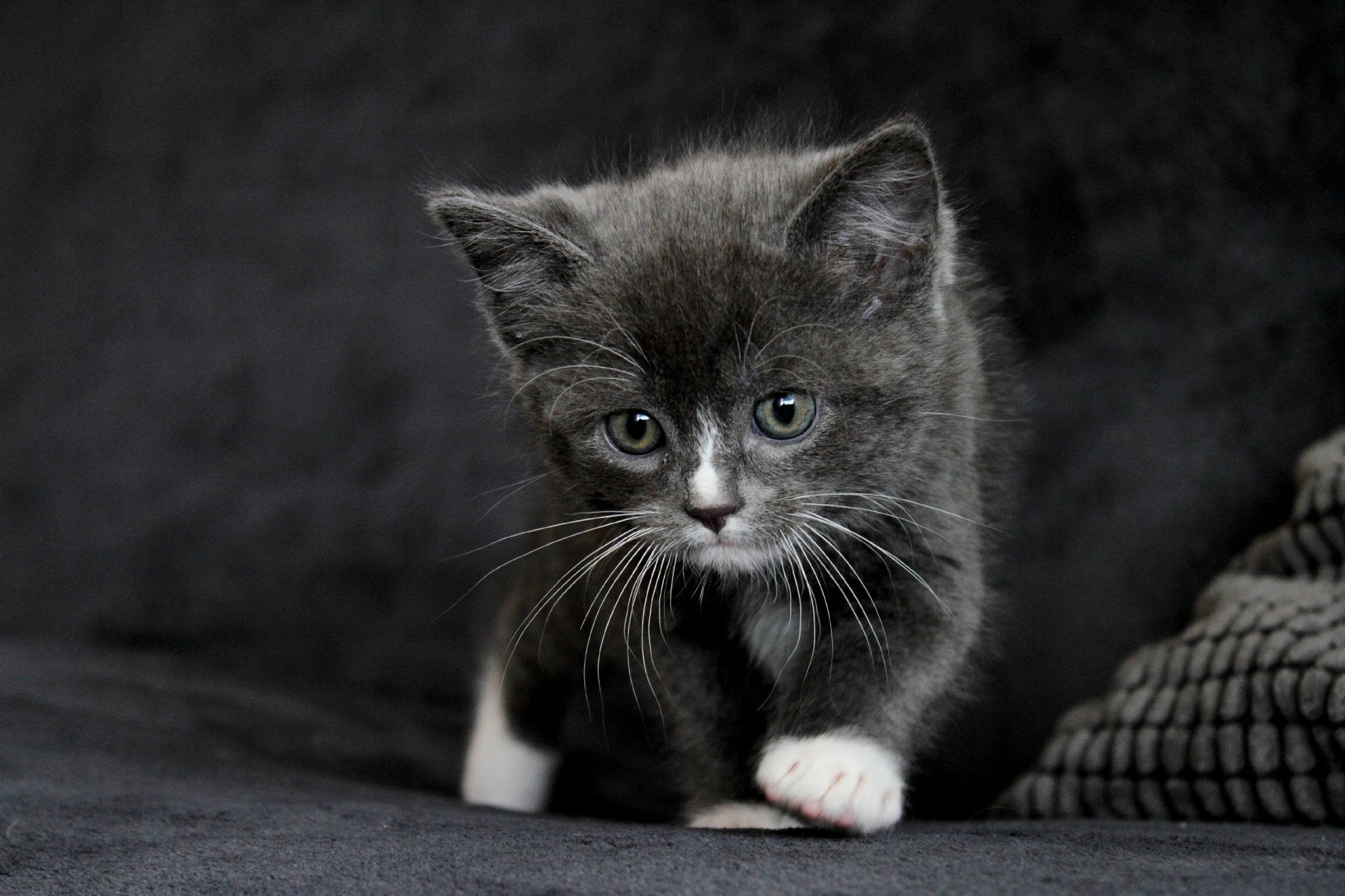 A playful gray kitten with white paws explores its surroundings, set against a dark background, creating a charming HD desktop wallpaper for cat lovers.