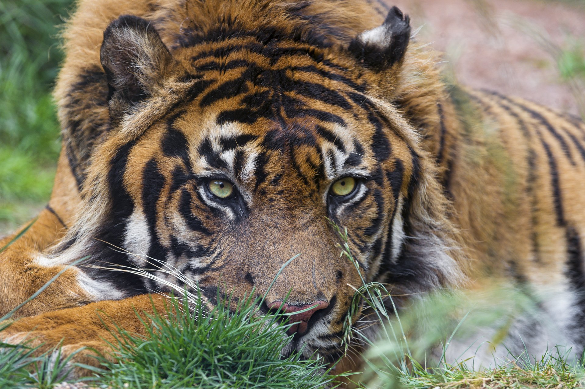 Close-up of a tiger lying down in grass, captured in sharp detail for a 4K Ultra HD PC desktop wallpaper and background.