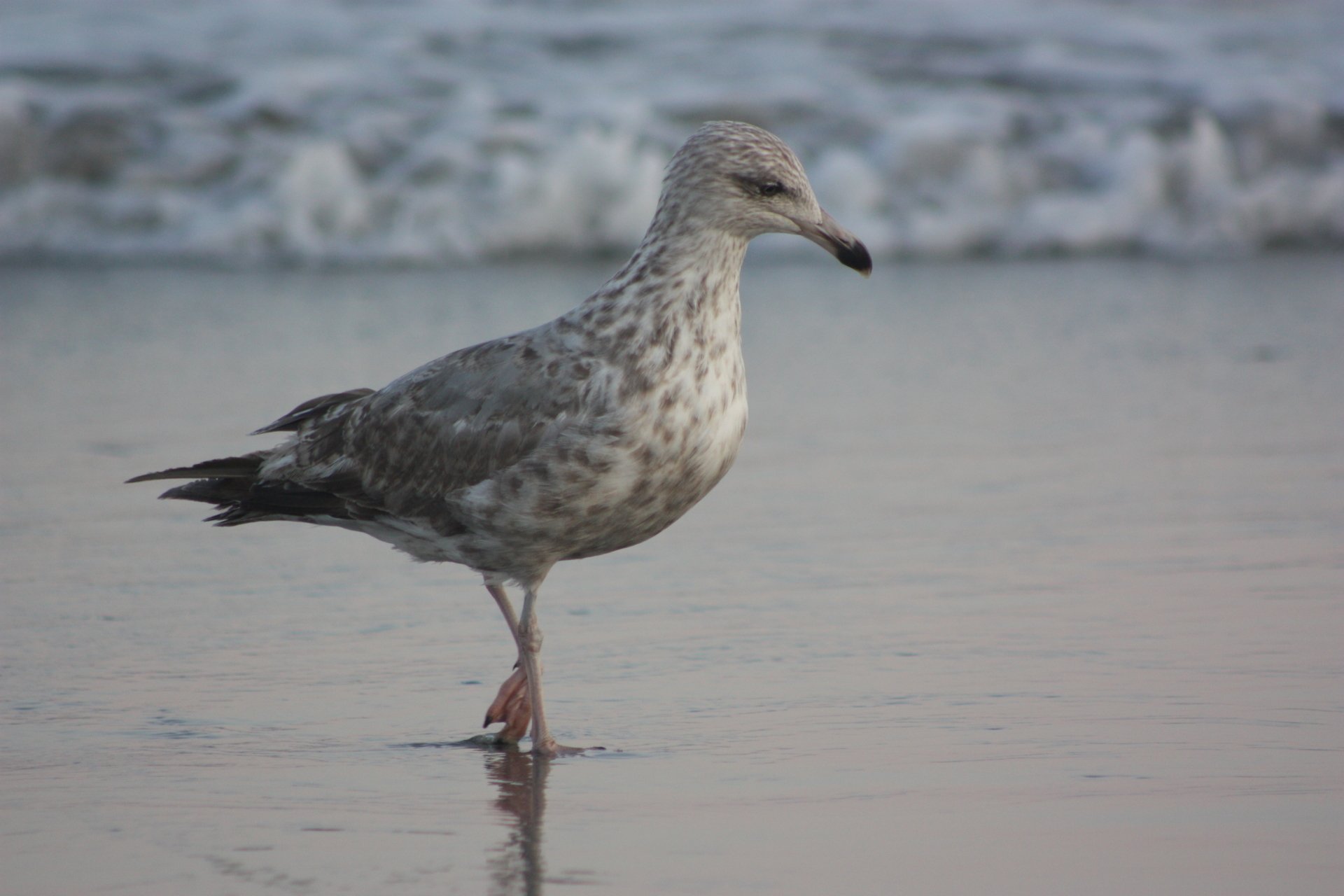 Download Bird Animal Seagull 4k Ultra HD Wallpaper