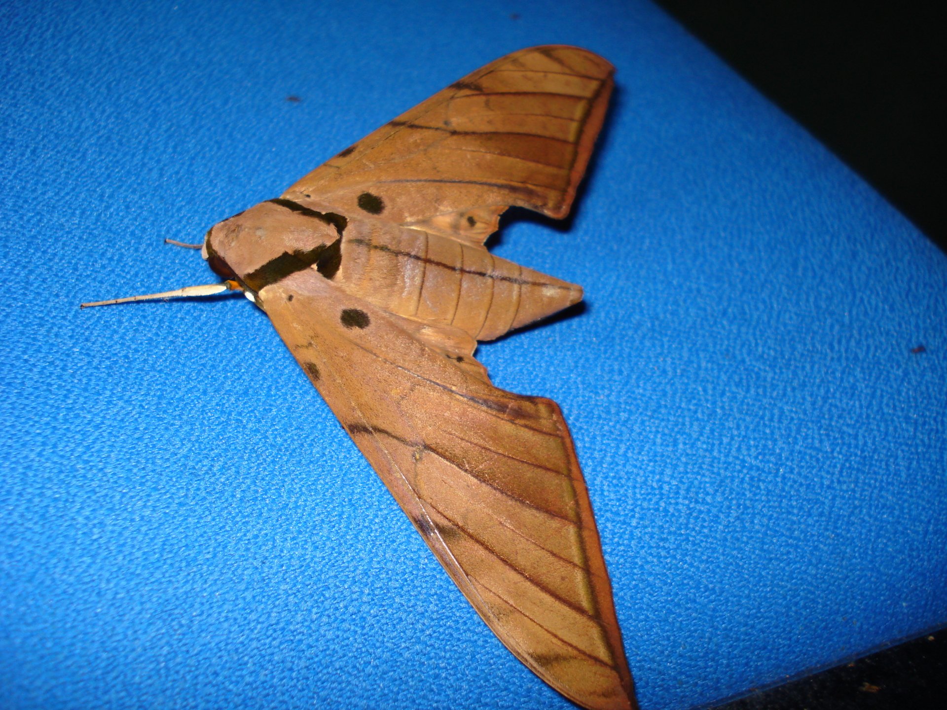 Download Animal Moth HD Wallpaper